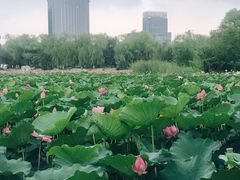-青城公园