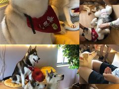 -Husky Go! 哈士奇体验馆·宠物咖啡厅狗咖
