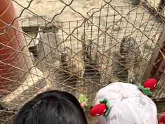 -草根堂农场