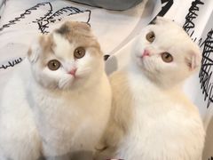-宠颐生宠物医院·心肾内科·猫专科诊疗中心宠巢店