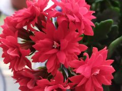 -85度C(上海广元店)