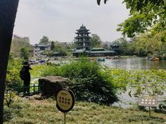 -桂湖森林公园