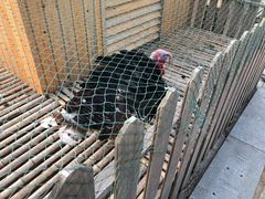 -上海崇明金茂凯悦酒店