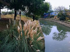 -羊山湖公园