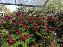 -洛阳市隋唐城遗址植物园