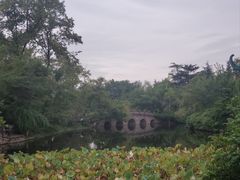 -桂湖森林公园