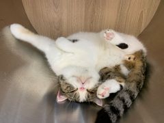 -瞄一喵猫咖(格力海岸店)