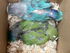 -青石桥花鸟鱼虫市场(叠翠城店)