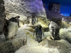 -大阪海游馆