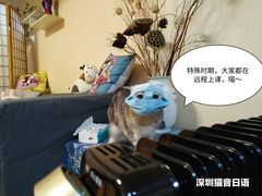 -猫音日语留学培训