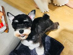 -八公叔叔宠物美容连锁(春申店)