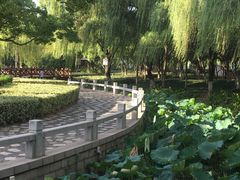 -荷花公园