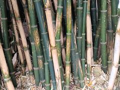 -翠湖公园