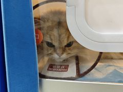 -贝来恩24H动物医院·转诊中心(稻香路店)