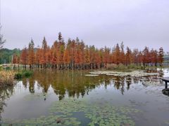 -白鹭湾湿地公园