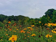 -佛手湖郊野公园