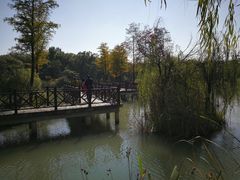 -大塘金香草谷