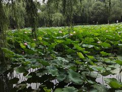 -北陵公园