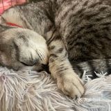 搜峨眉山有一家猫咖啡厅