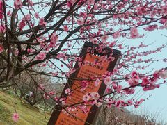 -香雪海