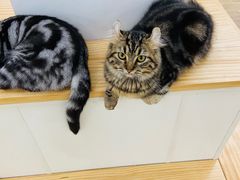 -李小姐の猫咖啡馆(五角场店)