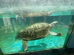 -珠海长隆海洋王国