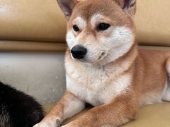 -柴の食堂·日式家庭料理·熊之肆(大学路店)