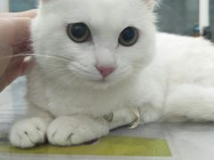 -伟伟宠物医院·CT影像中心·瑞派犬猫综合性门诊(汉口总院)