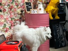 -百好乐宠物友好餐厅(朝外大街店)