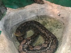 -上海大自然野生昆虫馆(东方明珠·爬宠昆虫探索中心)