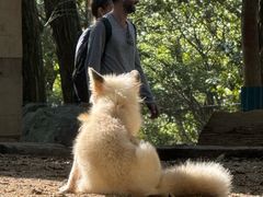 -宫城藏王狐狸村