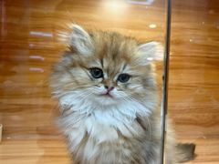 -猫十亿·布偶金渐层·曼基康矮脚猫舍(青年路店)