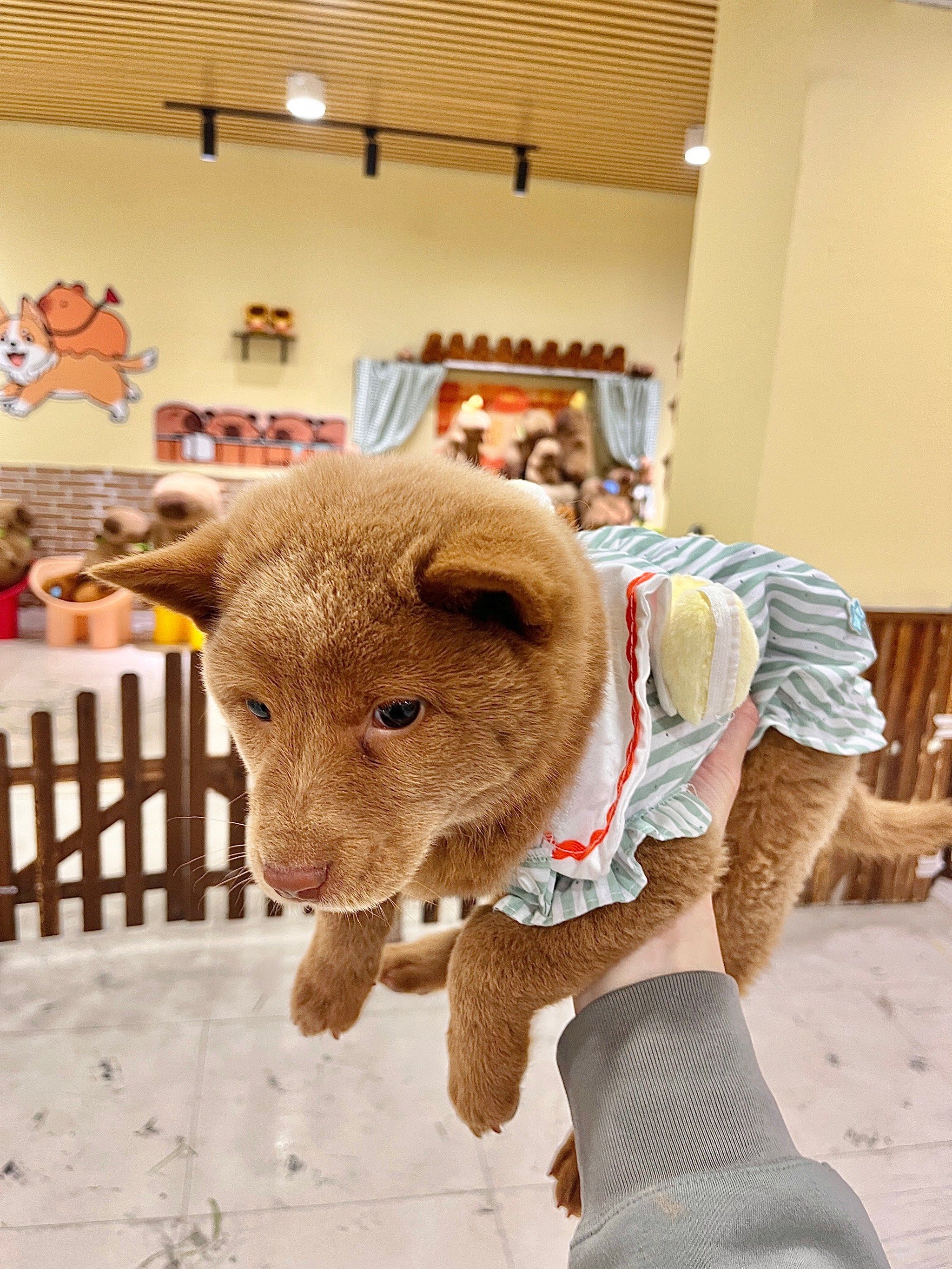 在沈阳中街!见到活的卡皮巴拉啦!