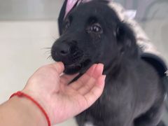 -宠颐生·恒爱宠物医院(静海店)