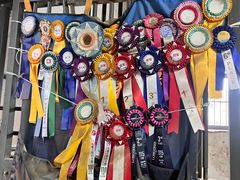 -北京群众马术培训基地