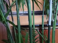 -丽晶酒店-金宝99 Restaurant