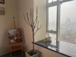 -画匠·画眉师野生眉纹眉美术馆