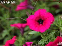 度假村里的小花-杭州千岛湖开元度假村