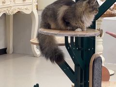 -共舞时光猫咖·狗咖(新街口店)