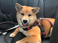 -PETKIT 小佩宠物·低压洗护·美容·寄养(安远店)