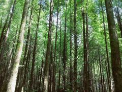 -山王坪喀斯特国家生态公园
