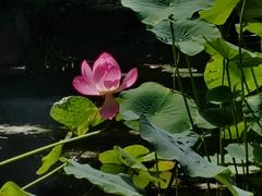-望江楼公园