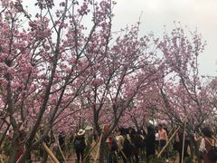 -天适樱花悠乐园