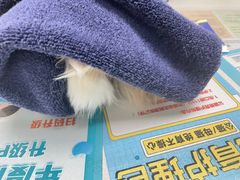 -伟伟宠物医院·CT影像中心·瑞派犬猫综合性门诊(汉口总院)