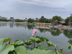 -莲花池公园
