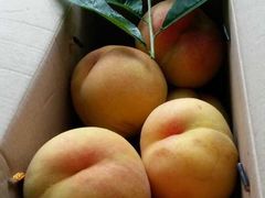 -樂桃源奉贤黄桃种植采摘基地