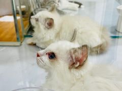 -COLOR PETS 撸猫馆·购猫·猫咖(长风大悦城店)
