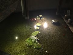 -几荷·恰似故人来(秀水广场店)