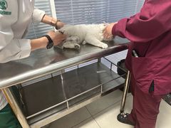 -瑞派福兴宠物医院犬猫全科·骨科·中西医结合(河东店)