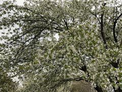-洛阳市隋唐城遗址植物园